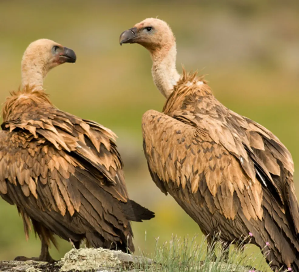 Buitre leonado