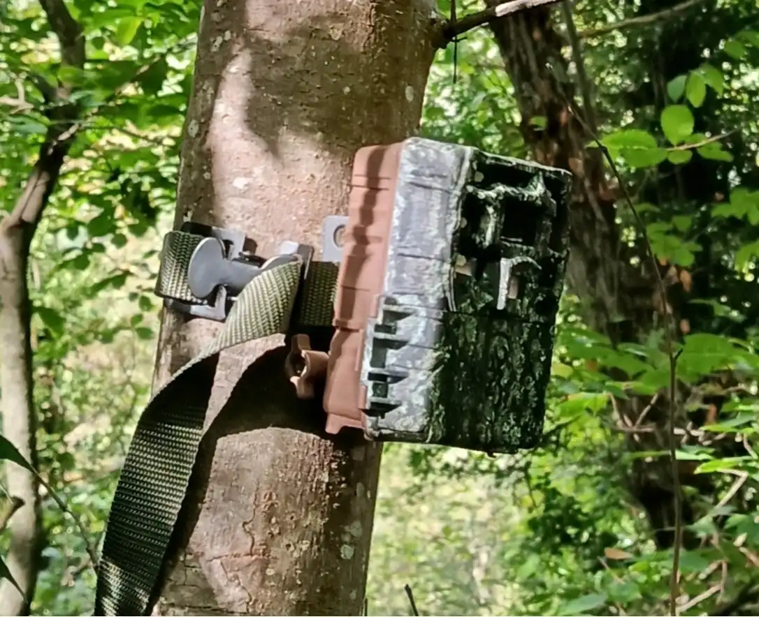 Cámara de fototrampeo