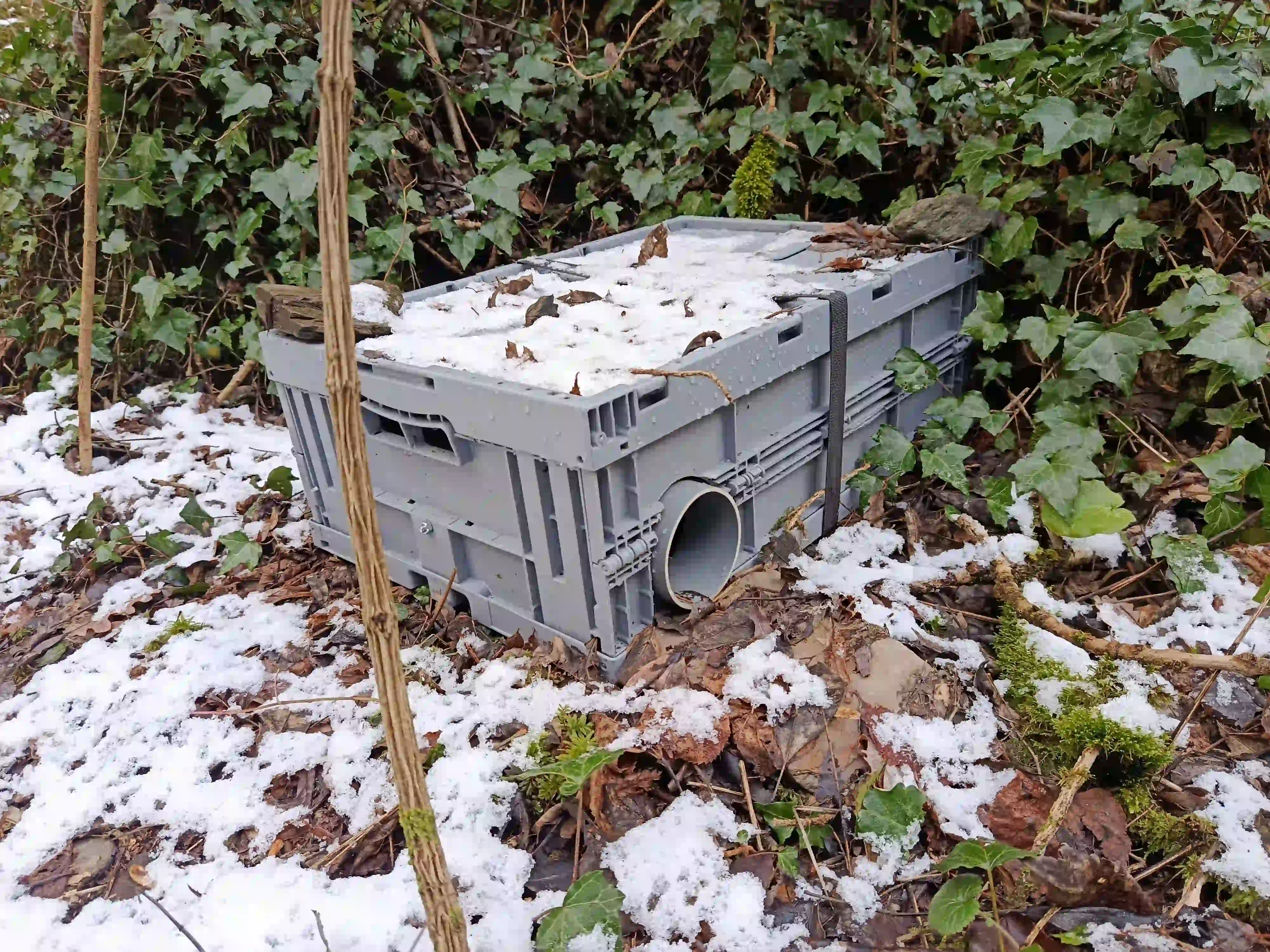 Cámara de fototrampeo para micromamíferos