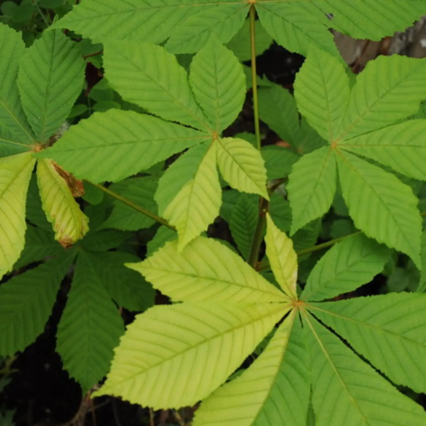 Castaño de Indias (Aesculus hippocastanum)