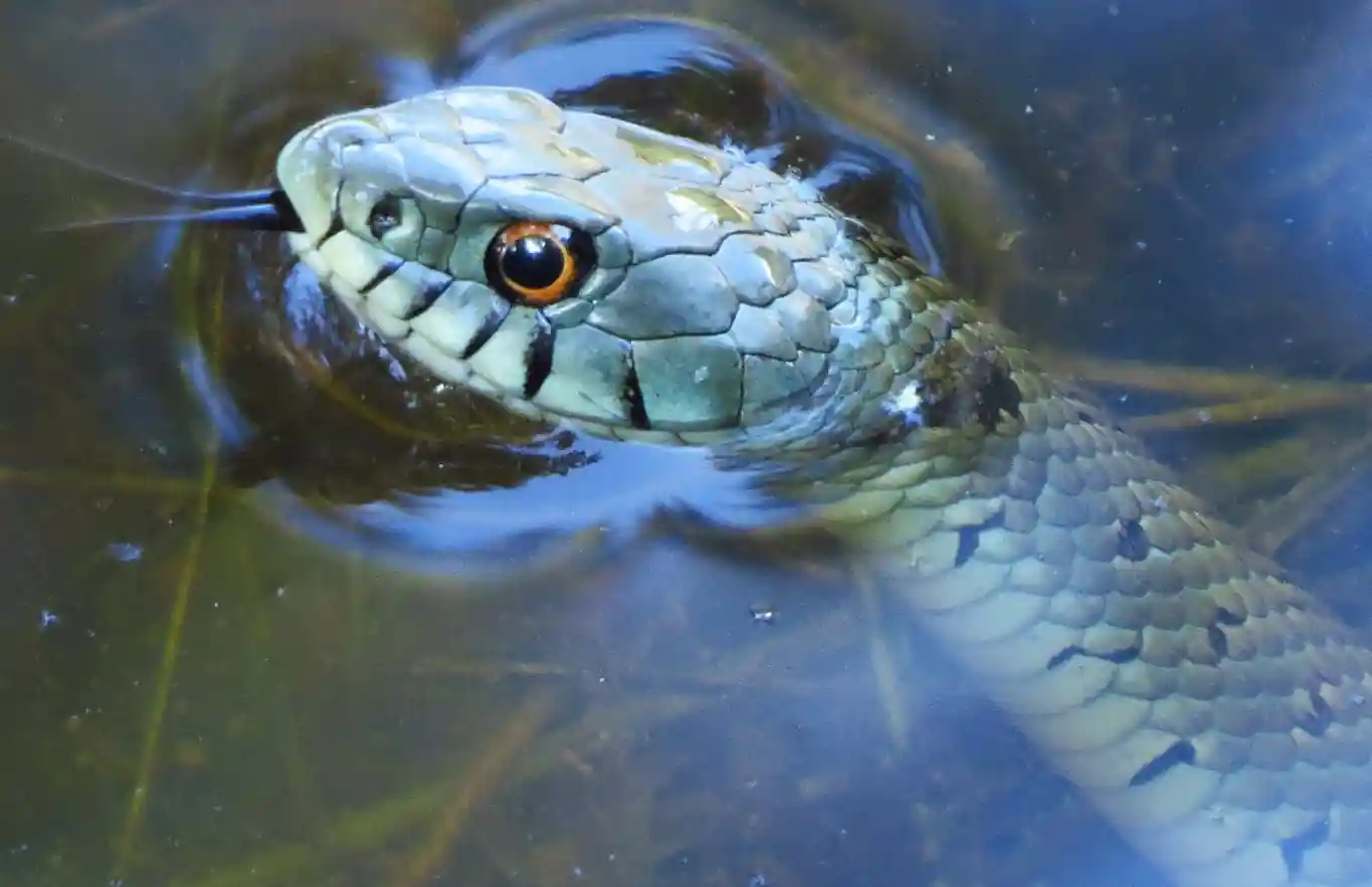Culebra de collar mediterránea