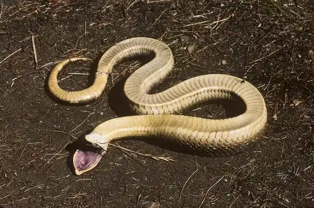 Culebra de collar mediterránea