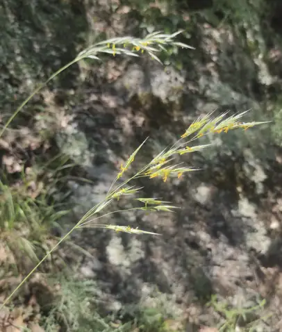 Las gramíneas del prado