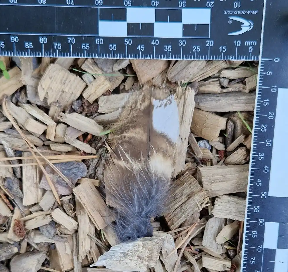 Plumade cárabo común