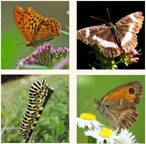 Polinizadores del prado