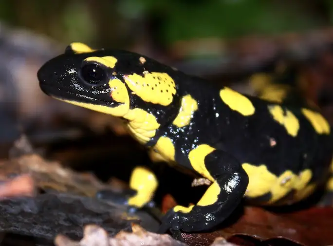 Salamandra